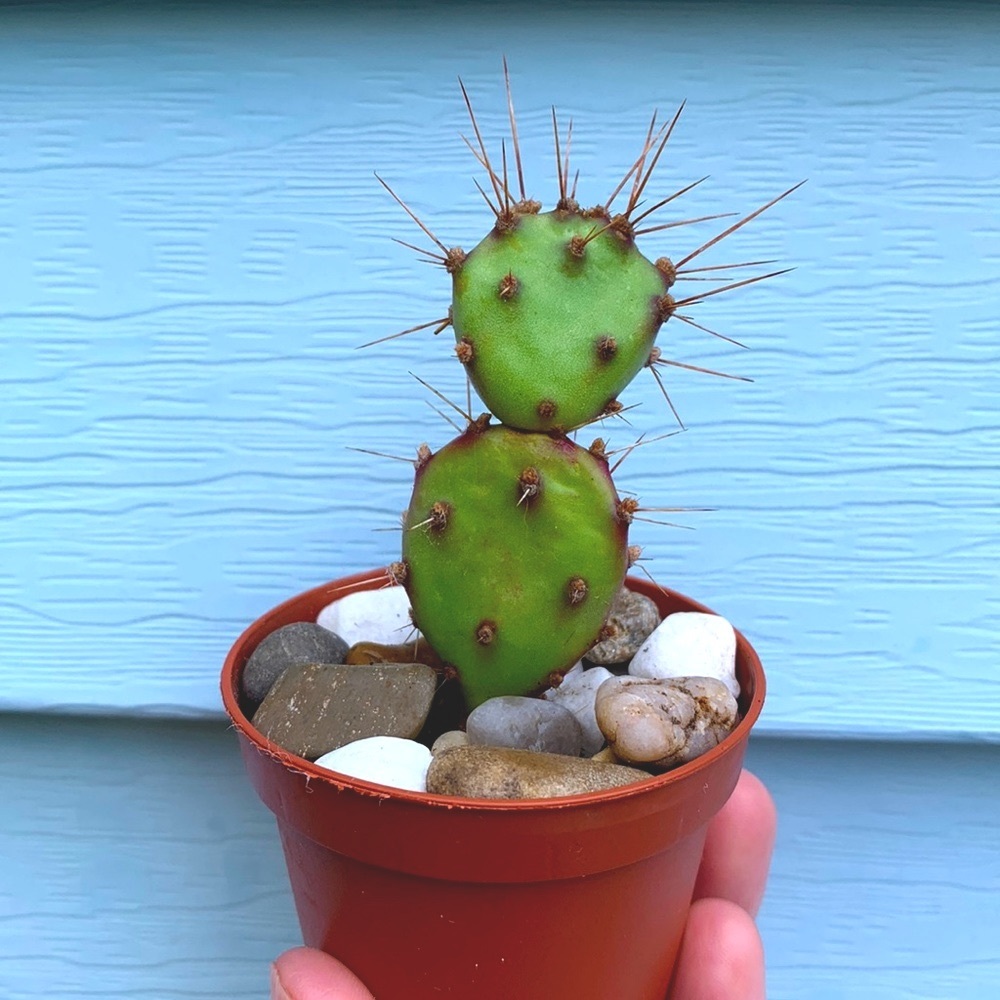 🌿2/$20 Prickly Pear Cactus